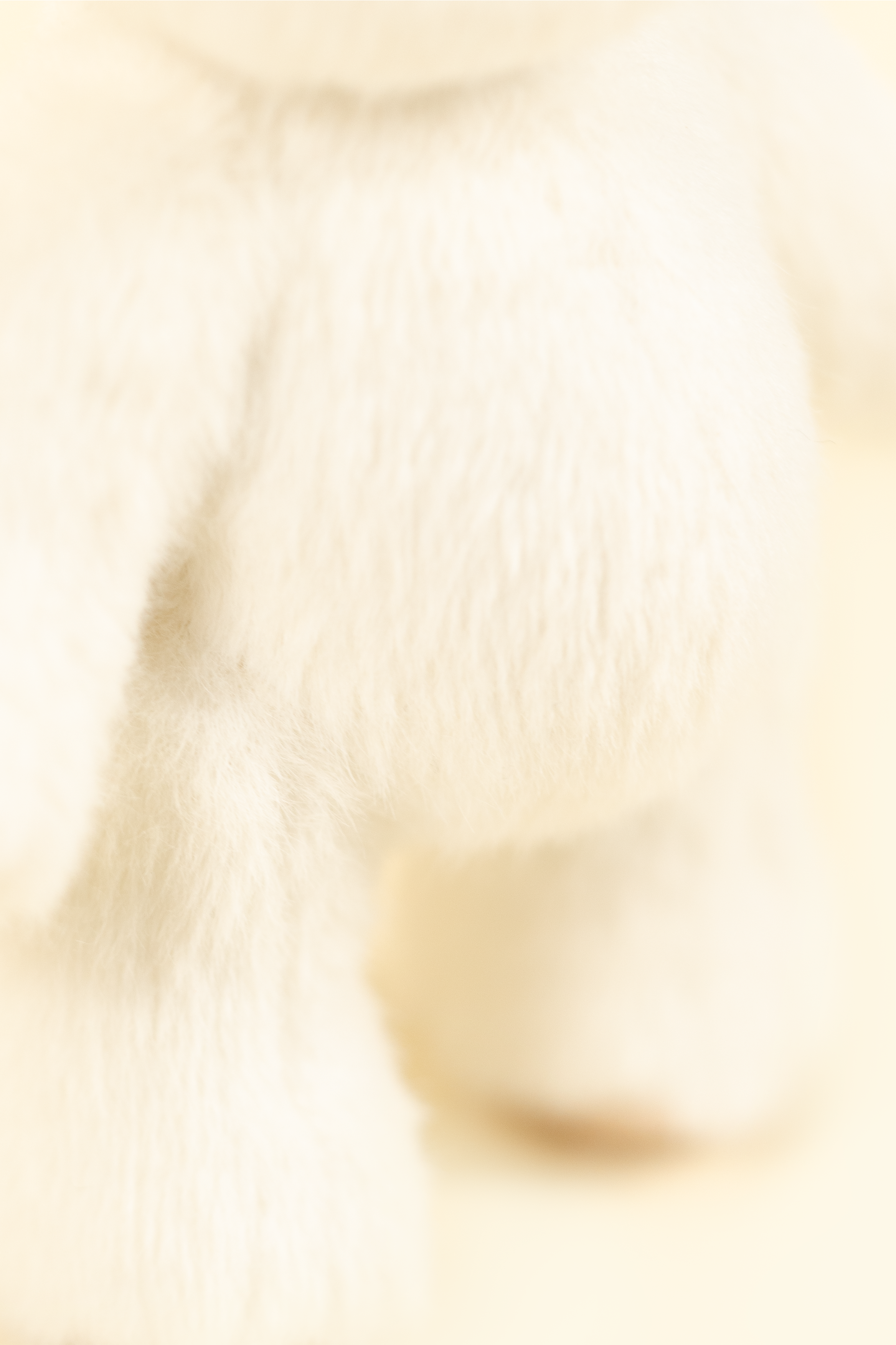 Lina Bear Short-Hair - White (15cm)